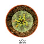 Euphorbia Obesa