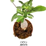 Fockea edulis