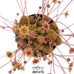 Monanthes Polyphylla
