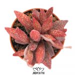 adromischus antidorcatum