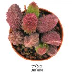 adromischus coral red
