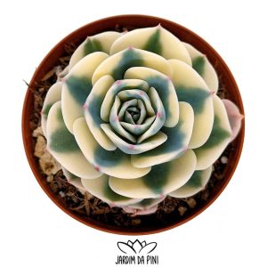 Echeveria Compton Carousel