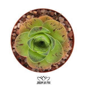 Greenovia aurea