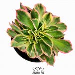 Aeonium Sunburst Cristata 1