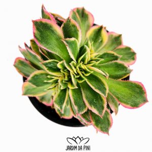Aeonium Sunburst Cristata 1