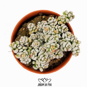 Crassula corallina subsp. macrorrhiza
