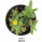Delosperma Echinatum