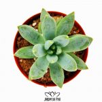 Echeveria Hookeri