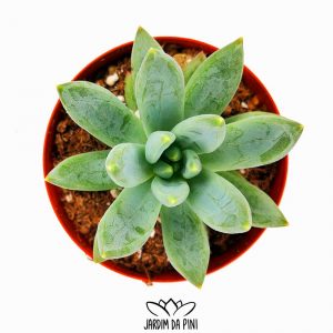 Echeveria Hookeri