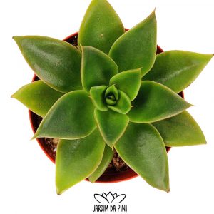 Echeveria Mexicano