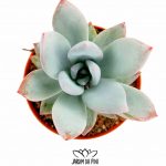 Echeveria Powder Puff