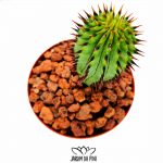 Hoodia Parviflora