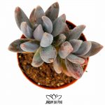 Pachyphytum ganzhou