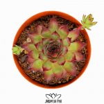 Sempervivum Calcareum