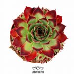 Sempervivum Tectorum Red 1