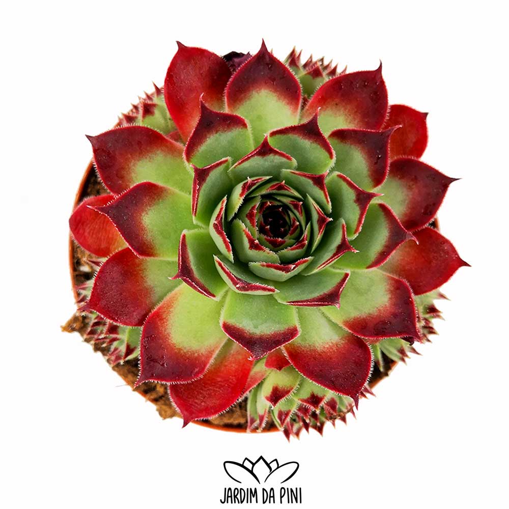 Sempervivum Tectorum Red 1