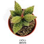 Adromischus marianiae herrei