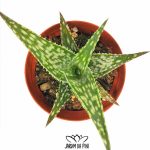 Aloe Rauhii