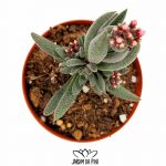 Crassula Justi corderoyi