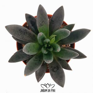 Echeveria Black Knigth