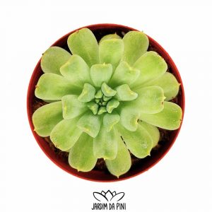 Echeveria Irish Mint