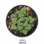 Haworthia Retusa