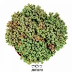 Sedum Corsican Stonecrop
