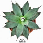 Agave Blue Emperor