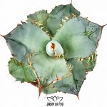 Agave titanota White Ice