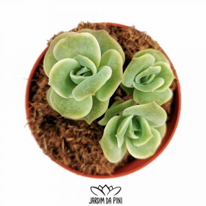 Echeveria Lovely Rose Form. Bouquet