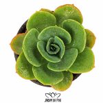 Echeveria Mandala