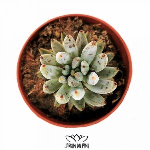 Echeveria Unguiculata