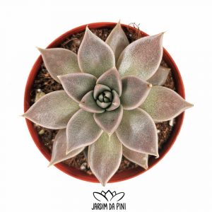 Echeveria tobarensis