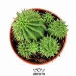 Euphorbia Susannae