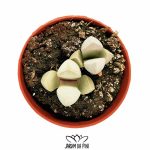 Lapidaria Margaretae