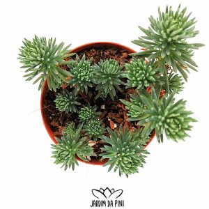 Petrosedum Forsterianum