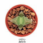 Pleiospilos bolusii