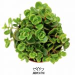 Sedum Makinoi