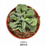 Aloinopsis luckhoffii