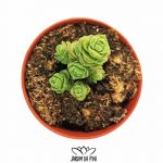 Crassula marchandii