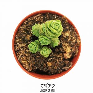 Crassula Marchandii