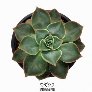 Echeveria Longissima var. Brachyantha