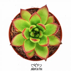 Echeveria Sp Red-Tips