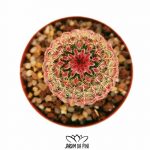 Echinocereus Rubrispinus