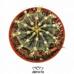 Gymnocalycium Friedrichii