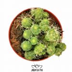 Mammillaria elongata f. monstruosa