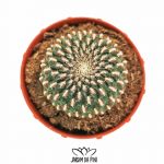 Rebutia Arenacea