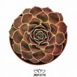 Sempervivum Heuffelii