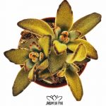 kalanchoe chocolate soldier