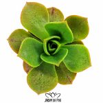Aeonium Nobile